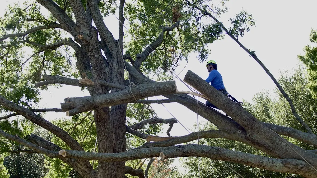 Professional Hazardous Tree Removal performed by certified arborists in Bryant Pond