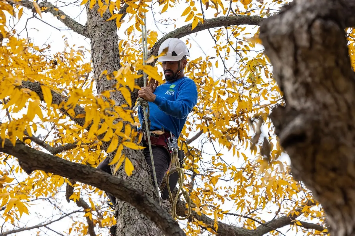 Skilled Tree Transplanting crew working in Bryant Pond